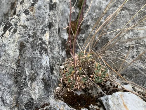 Cross-Haired Rockcress