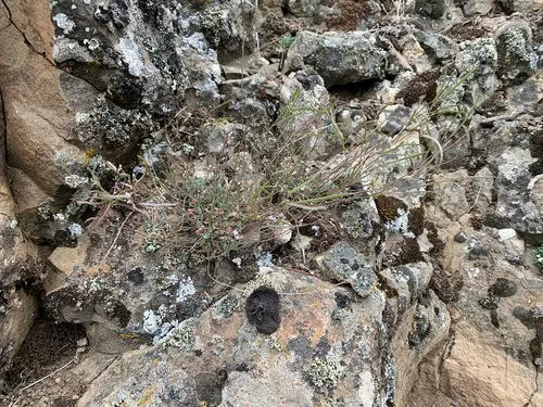 Littleleaf Rockcress