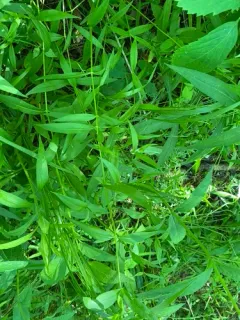 Snowy Campion thumbnail 4