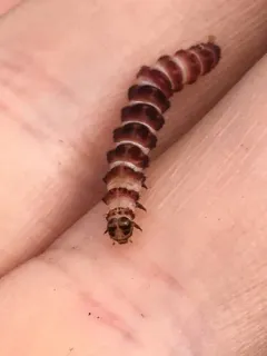 Epauletted Pitcher Plant Moth thumbnail 3