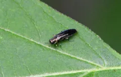 Maple Agrilus thumbnail 2