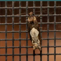 Aster Eucosma Moth thumbnail 2