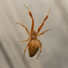 Featherlegged Orbweaver thumbnail 3