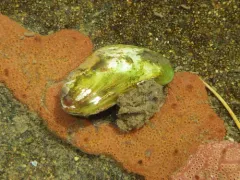 Asian Date Mussel thumbnail 2