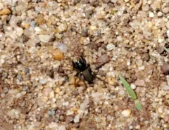 Allocosa funerea thumbnail 2