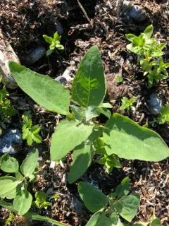 Gmelin's Saltbush thumbnail 3
