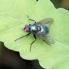 Gymnocheta ruficornis thumbnail 2