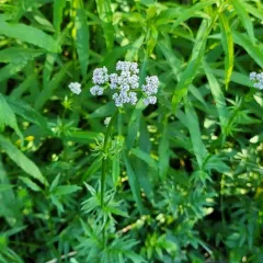 common valerian thumbnail 4