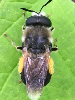 Stratiomys discaloides thumbnail 2