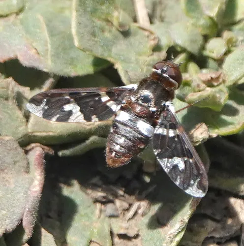 Exoprosopa caliptera