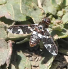 Exoprosopa caliptera thumbnail 1