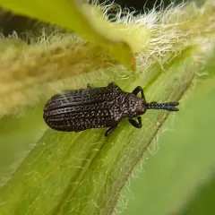 Microrhopala excavata thumbnail 1