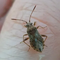 Stictopleurus punctiventris thumbnail 1