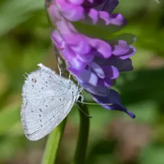 Western Tailed-Blue thumbnail 2