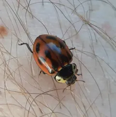Streaked Lady Beetle thumbnail 1
