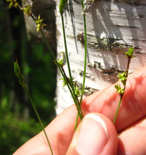 inland sedge