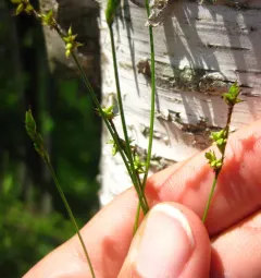 inland sedge thumbnail 1