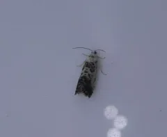 Willow Gall Moth thumbnail 3
