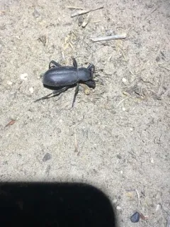 Armored Stink Beetle thumbnail 2