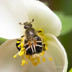 Bee-mimic Beetle thumbnail 3
