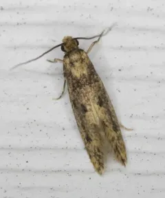 European House Moth thumbnail 4