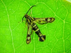 cypress spurge clearwing thumbnail 2