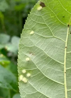 Hickory White-haired Gall Midge thumbnail 2