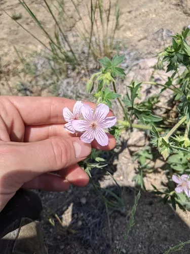pinewoods geranium