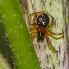 Silver Cobweb Weaver thumbnail 4