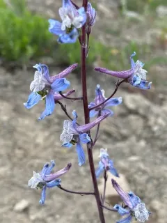 Thinpetal larkspur thumbnail 1