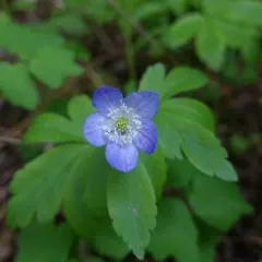 Oregon anemone thumbnail 4