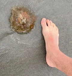 Lion's Mane Jelly thumbnail 3