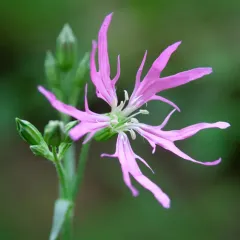 ragged-robin thumbnail 2