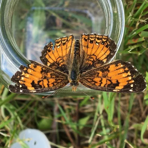 Harris's Checkerspot