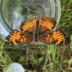 Harris's Checkerspot thumbnail 1