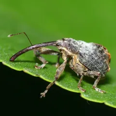 Apple curculio thumbnail 3