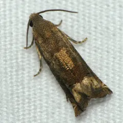 Ragweed Borer Moth thumbnail 2