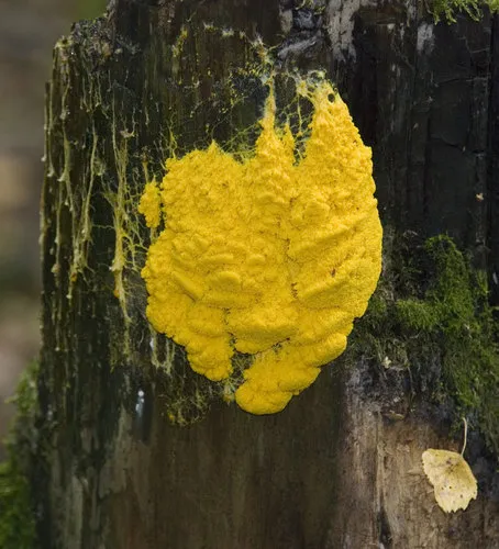 Dog Vomit Slime Mold