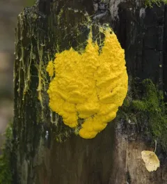 Dog Vomit Slime Mold thumbnail 1
