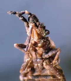 Aradus antennalis thumbnail 3