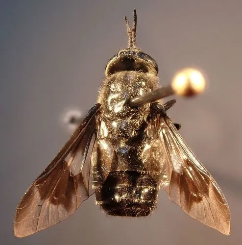 Chrysops noctifer