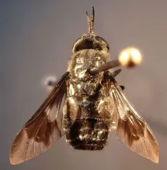 Chrysops noctifer thumbnail 1