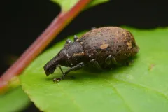 Trichalophus brunneus thumbnail 3
