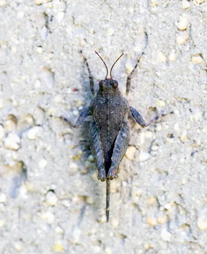 Hooded Grouse Locust