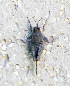 Hooded Grouse Locust thumbnail 1