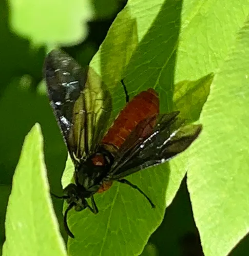 Poison Ivy Sawfly