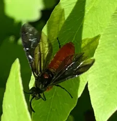 Poison Ivy Sawfly thumbnail 1
