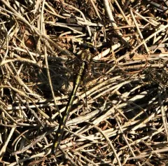 Ashy Clubtail thumbnail 4