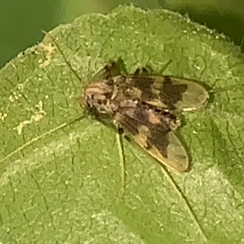 Apsectrotanypus johnsoni