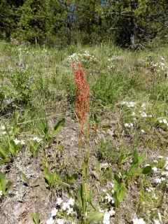 alpine sheep sorrel thumbnail 2